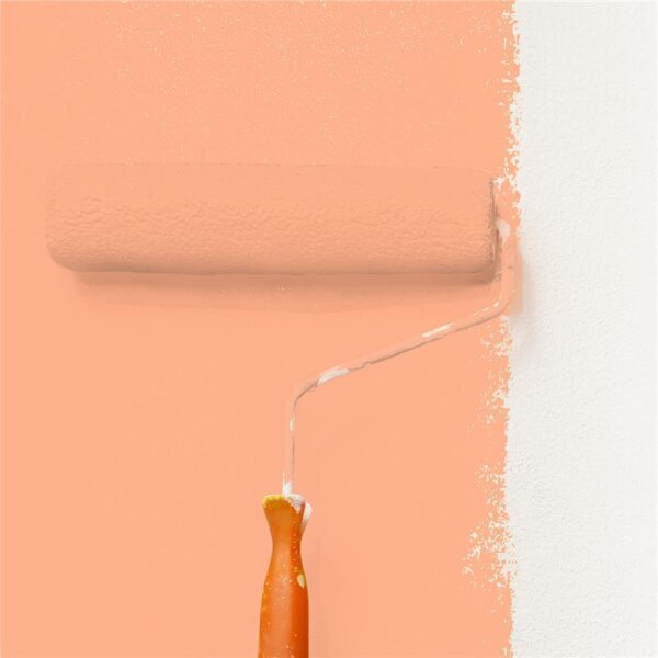 Wandfarbe Matt NCS-S-0540-Y60R WALLCOVER Colors